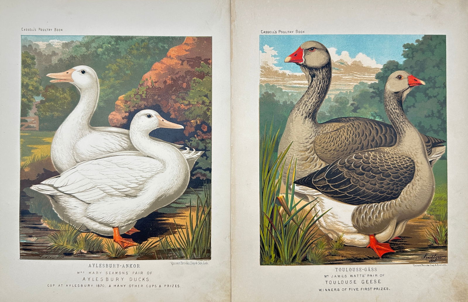 Joseph Williamson Ludlow (1840 - 1916) - Set of 2 Bird Prints - Aylesbury Ducks - Toulouse Geese (1 of 2)