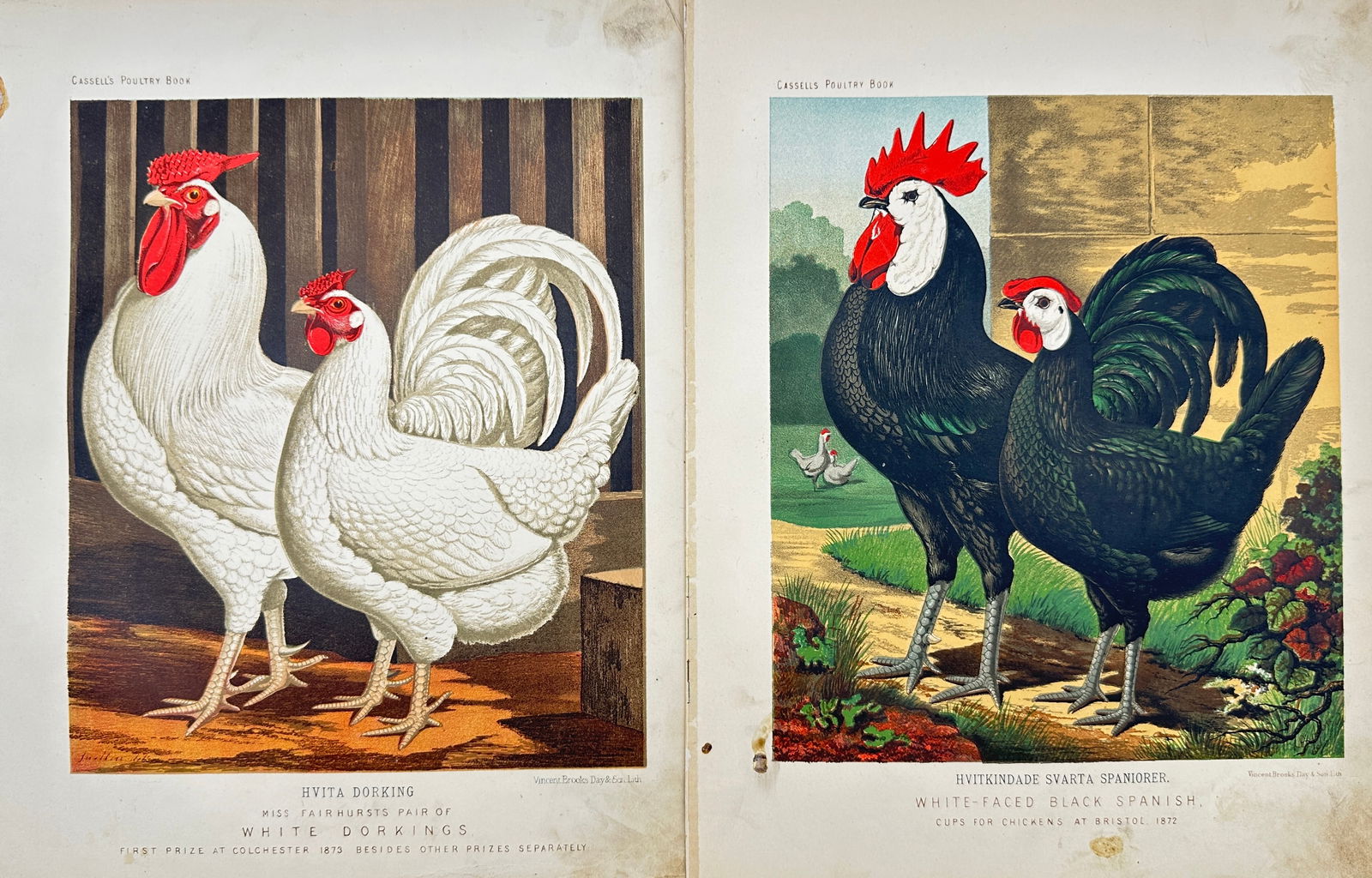 Joseph Williamson Ludlow (1840 - 1916) - Set of 2 Bird Prints - White-faced black Spanish - White (1 of 2)