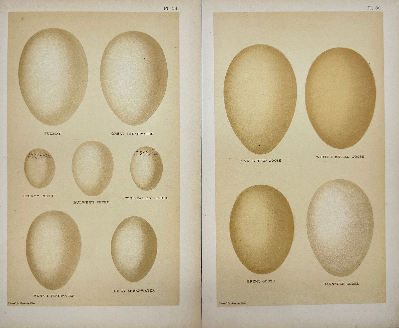 Henry Seebohm (1832 - 1895) - Set of 2 British Bird Egg Prints - Pink Footed Goose - Brent Goose - (1 of 2)