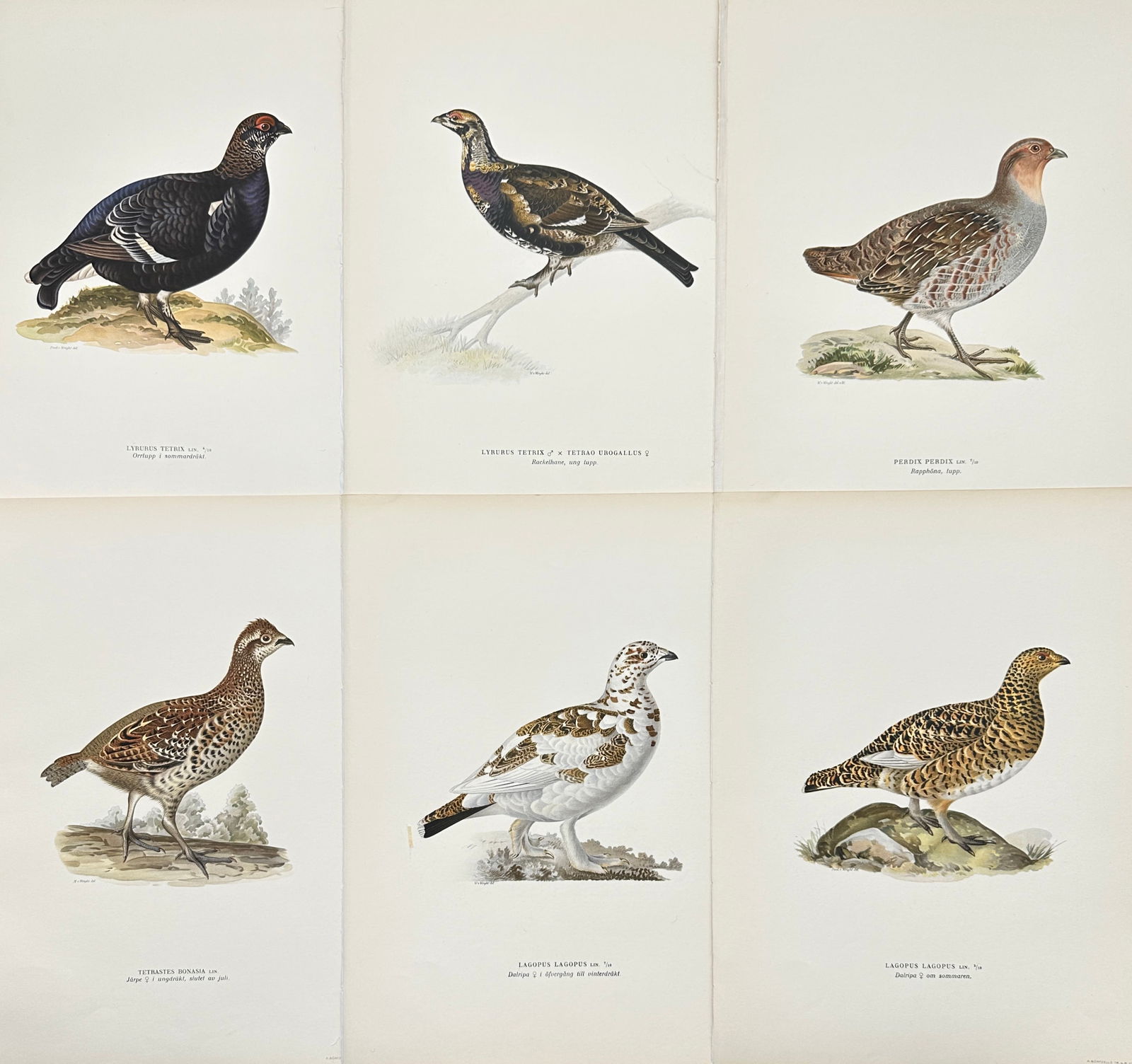 Von Wright brothers - Set of 6 Bird Prints - Lagopus Lagopus - Lycurgus Tetrix (1 of 3)