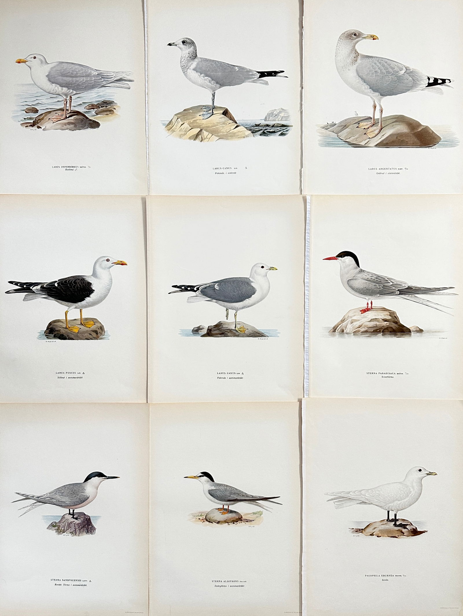 Von Wright brothers - Set of 9 Bird Prints - Sterna Paradisaea - Larus Canus - Larus Argentatus (1 of 3)