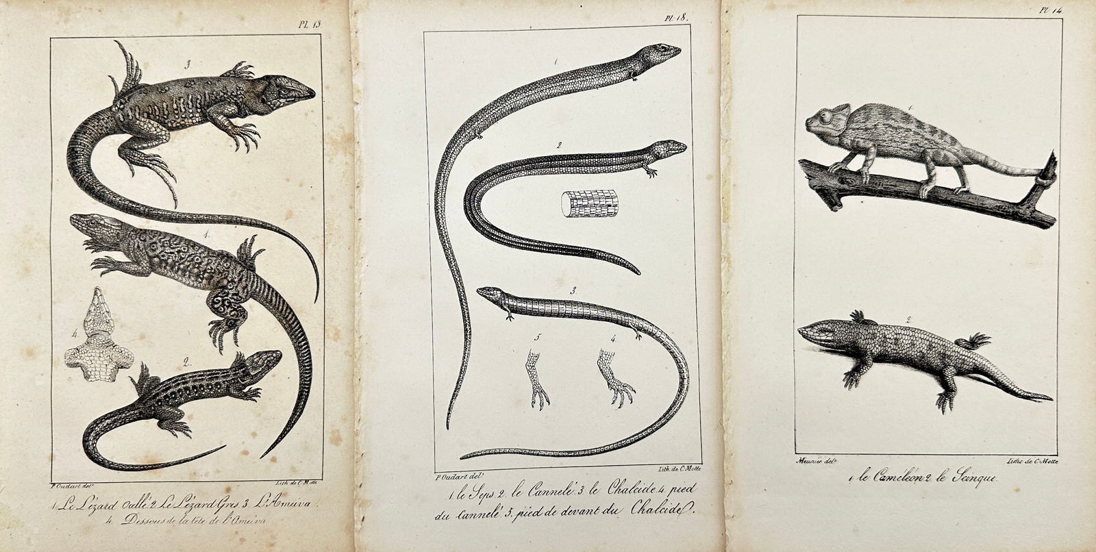 Paul Louis Oudart - Set of 3 Antique Prints - Herpetology, Reptile - Bernard Germain Etienne De La (1 of 2)
