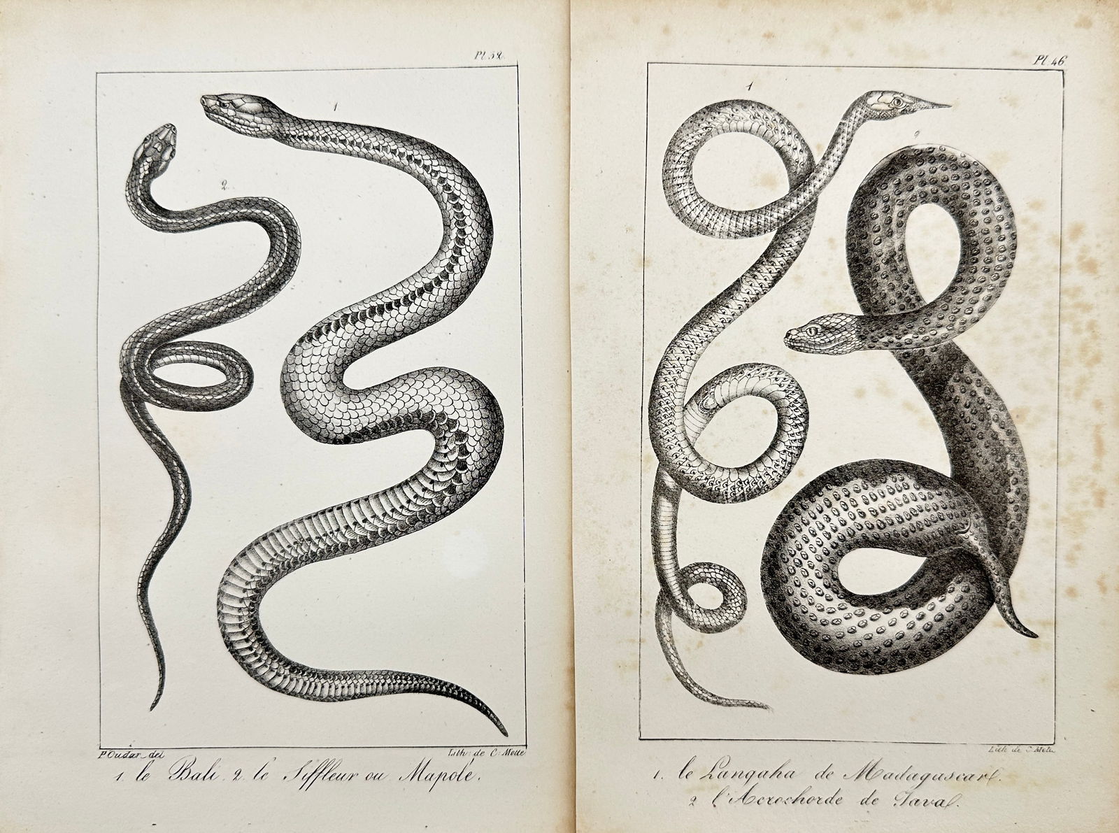 Paul Louis Oudart - Set of 2 Antique Prints - Herpetology, Reptile - Bernard Germain Etienne De La (1 of 3)