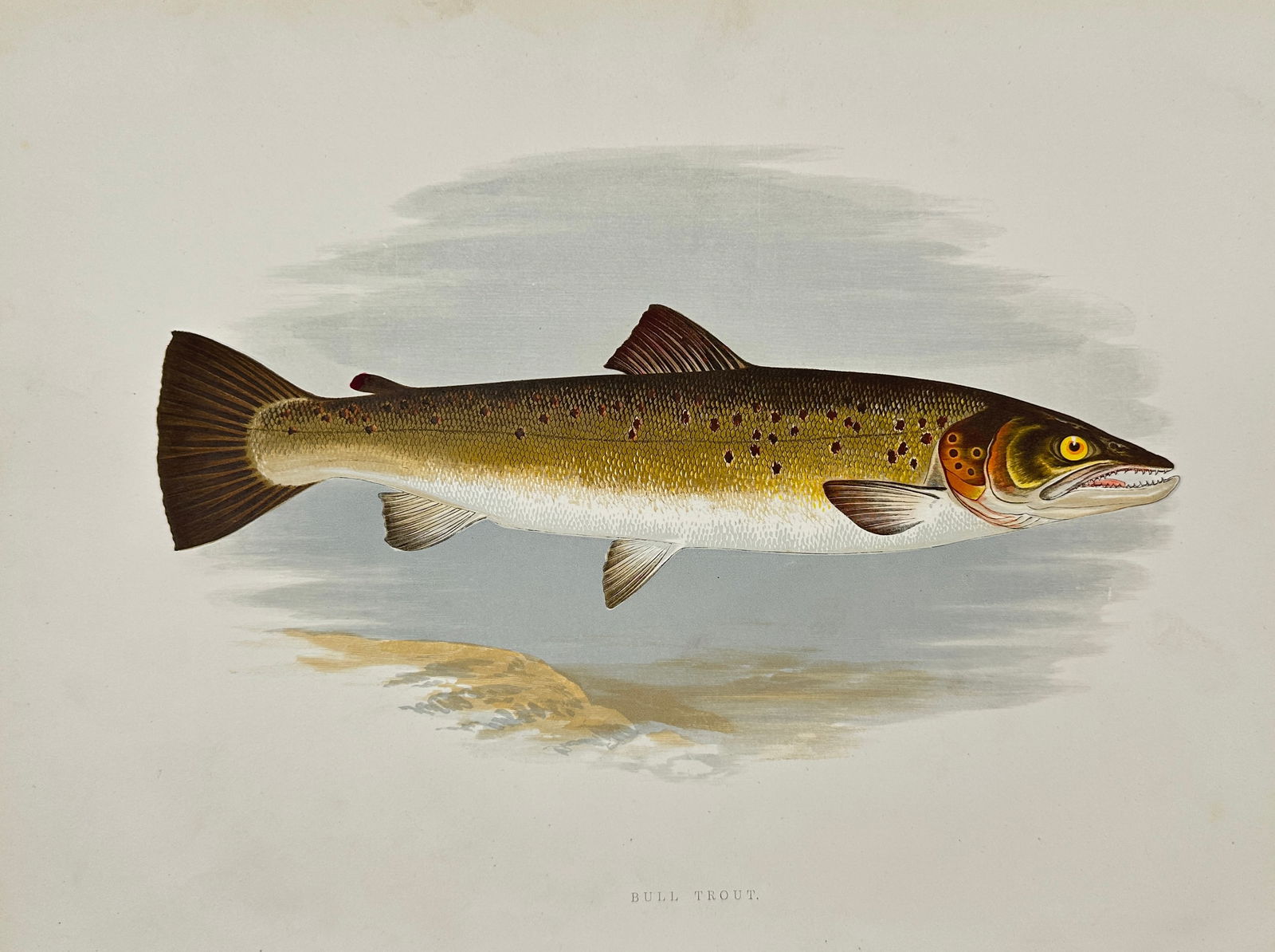 Benjamin Fawcett - Alexander Francis Lydon - British Fish - Bull Trout (1 of 2)