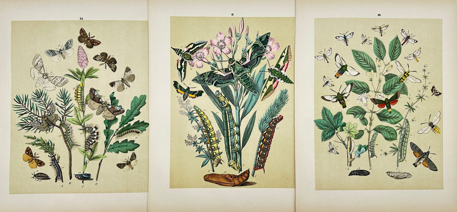 Per Olof Christopher Aurivillius (1843-1928) - Set of 3 Prints - Butterflies (1 of 2)