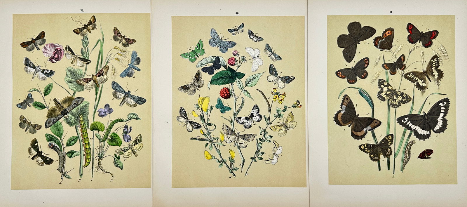 Per Olof Christopher Aurivillius (1843-1928) - Set of 3 Prints - Butterflies in Sweden (1 of 2)