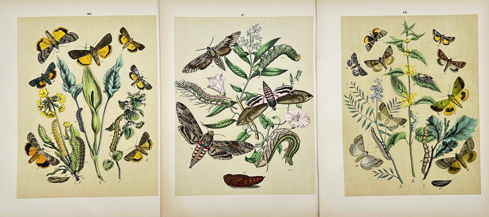 Per Olof Christopher Aurivillius (1843-1928) - Set of 3 Prints - Butterflies - Scandinavia (1 of 2)