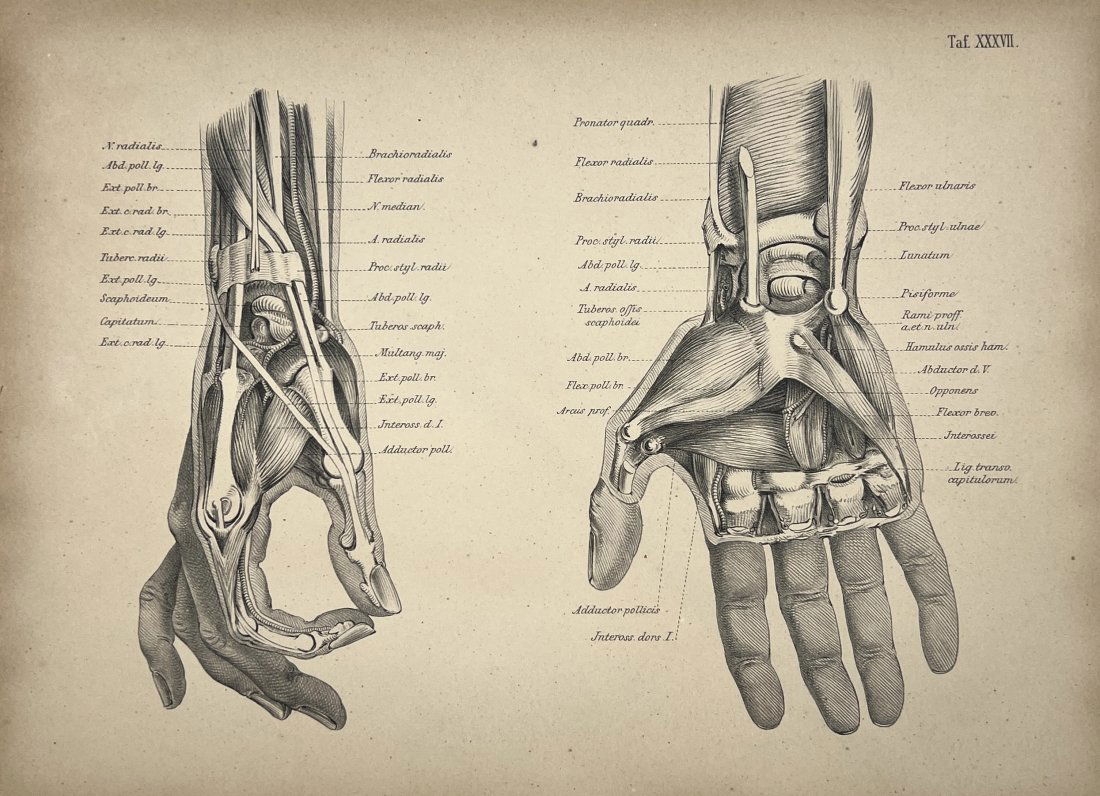 Wilhelm Henle (1809 - 1882) - Anatomical Print - Anatomy - Structure of hand (1 of 2)
