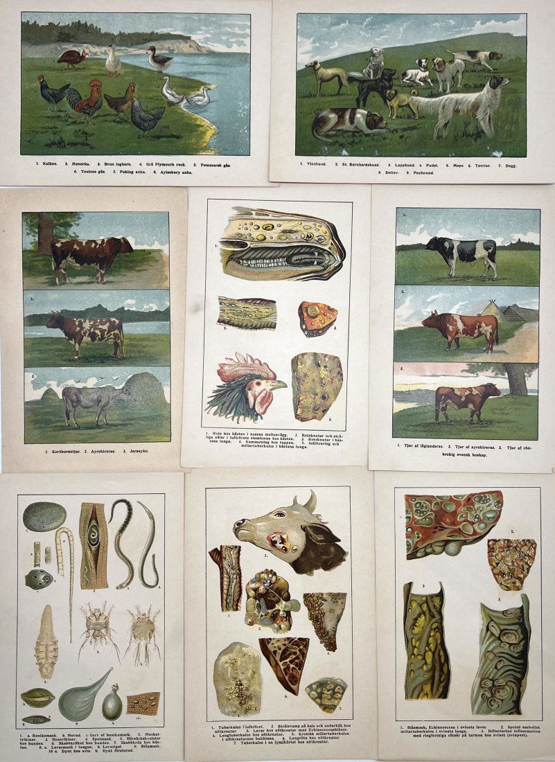 Unknown Artist - Set of 7 Prints - Pets and Anatomy - Chickens, Cows, Dogs (1 of 2)