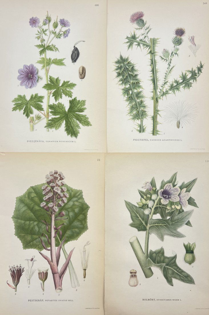 Carl Axel Magnus Lindman (1856 - 1928) - Set of 4 Botanical Prints - Geranium Bohemicum (1 of 4)