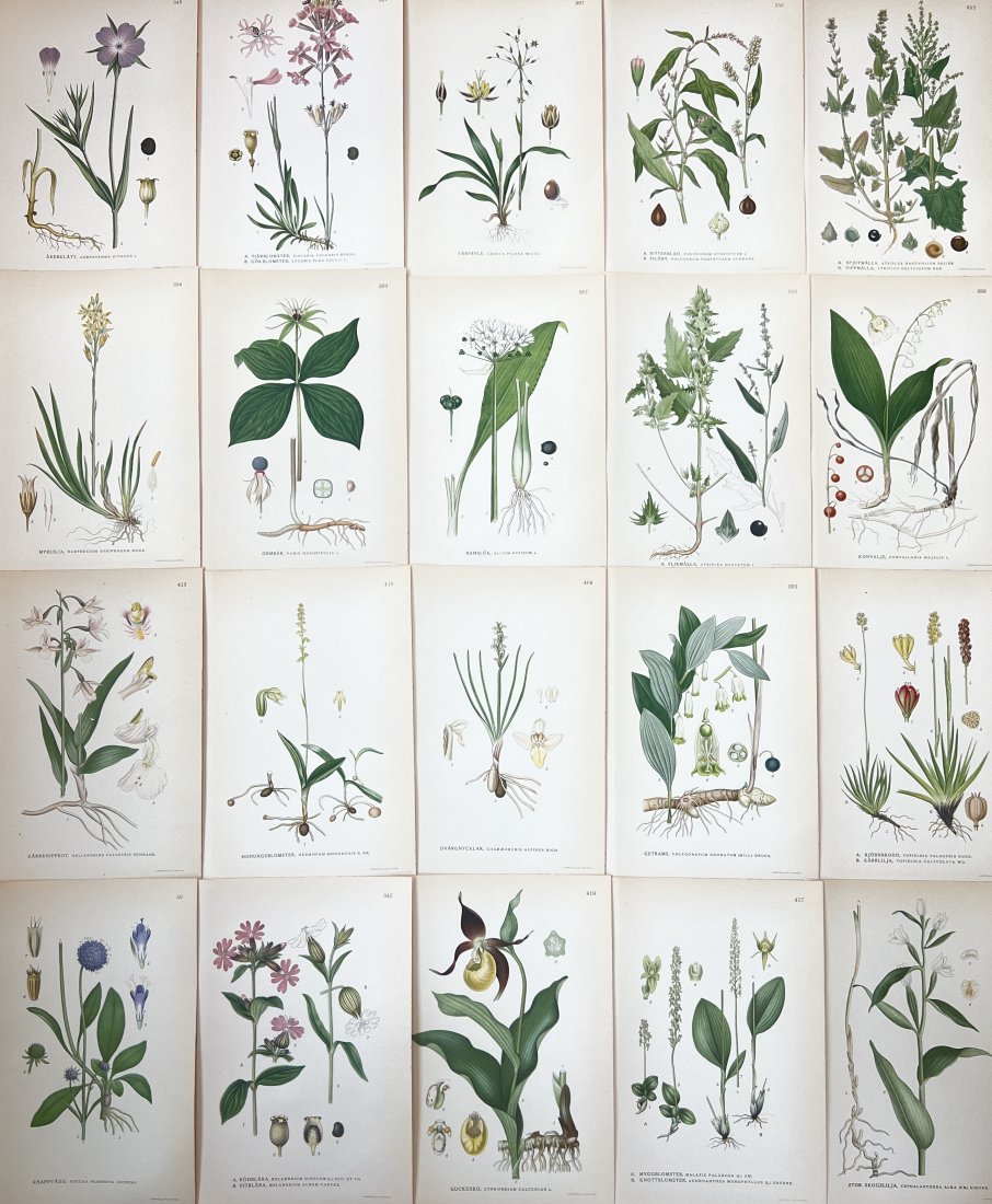 Carl Axel Magnus Lindman (1856 - 1928) - Set of 20 Botanical Prints - Cypripedium Calceolus (1 of 4)