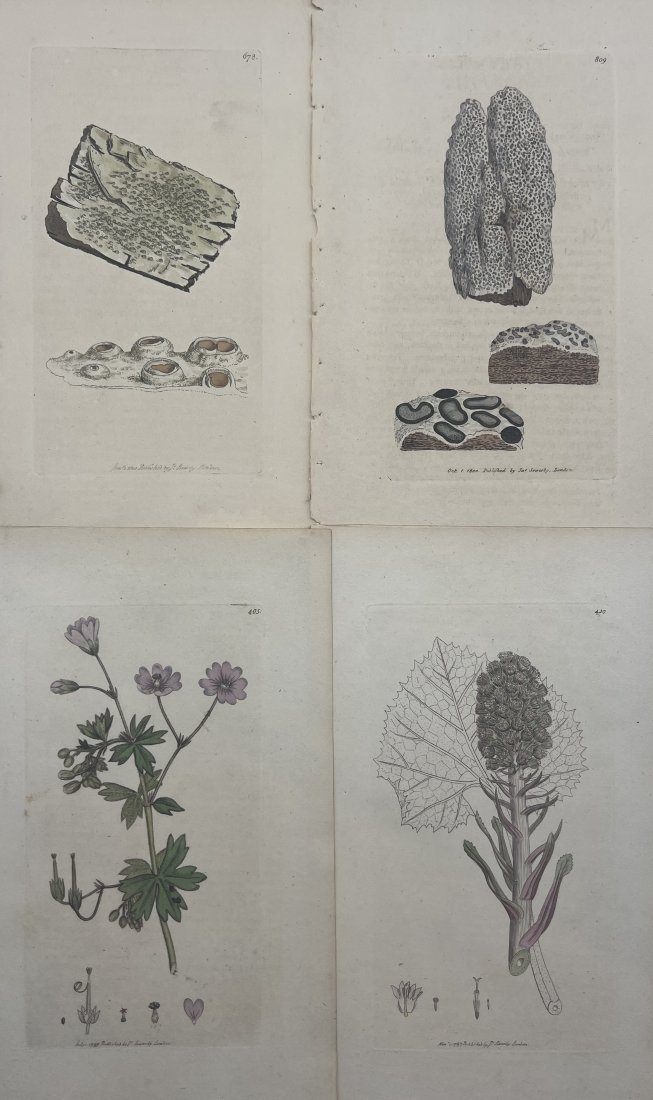 James Sowerby (1757 - 1822) - Set of 4 Botanical Prints - Plants and Flowers: This original hand-coloured engravings is from James Sowerby's work ”English Botany or, Coloured Figures of British Plants, with their Essential Characters, Synonyms and Places of Growth”,