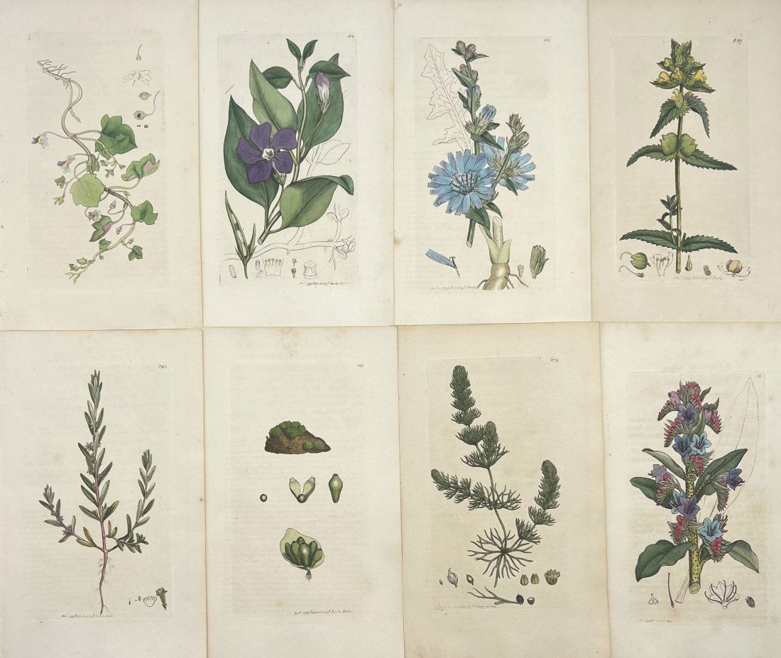 James Sowerby (1757 - 1822) - Set of 8 Botanical Prints - Plants and Flowers: This original hand-coloured engravings is from James Sowerby's work ”English Botany or, Coloured Figures of British Plants, with their Essential Characters, Synonyms and Places of Growth”,