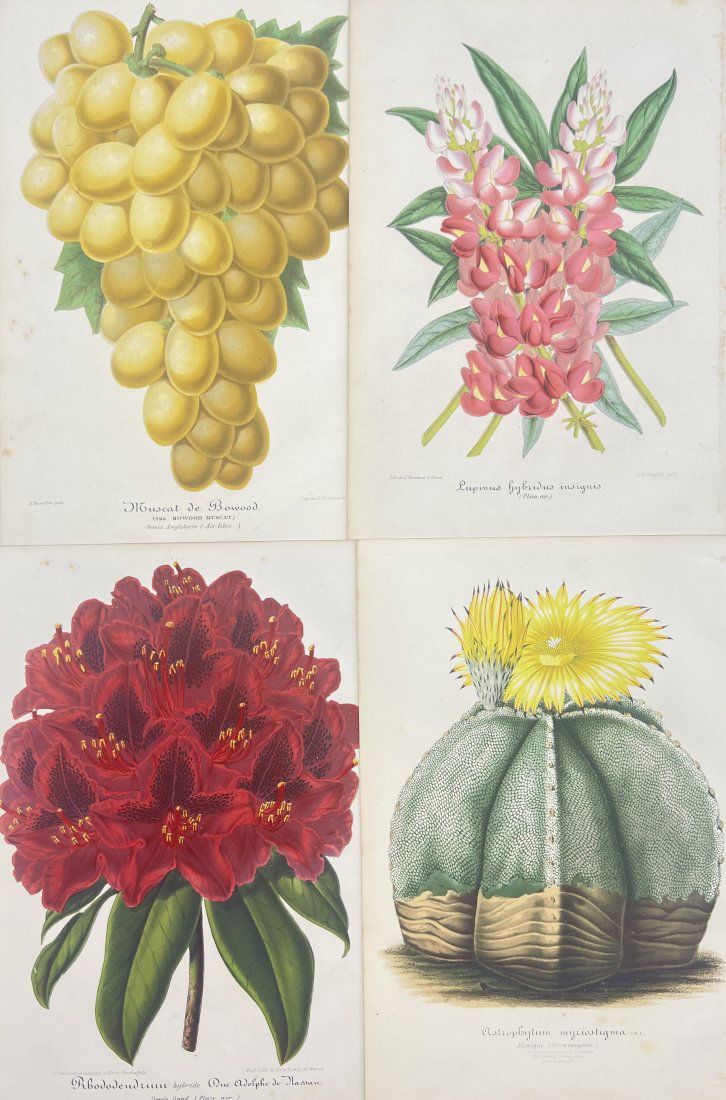 Charles Antoine Lemaire (1800 - 1871) - Set of 4 Botanical Prints - Plants, Fruits and Flowers (1 of 4)