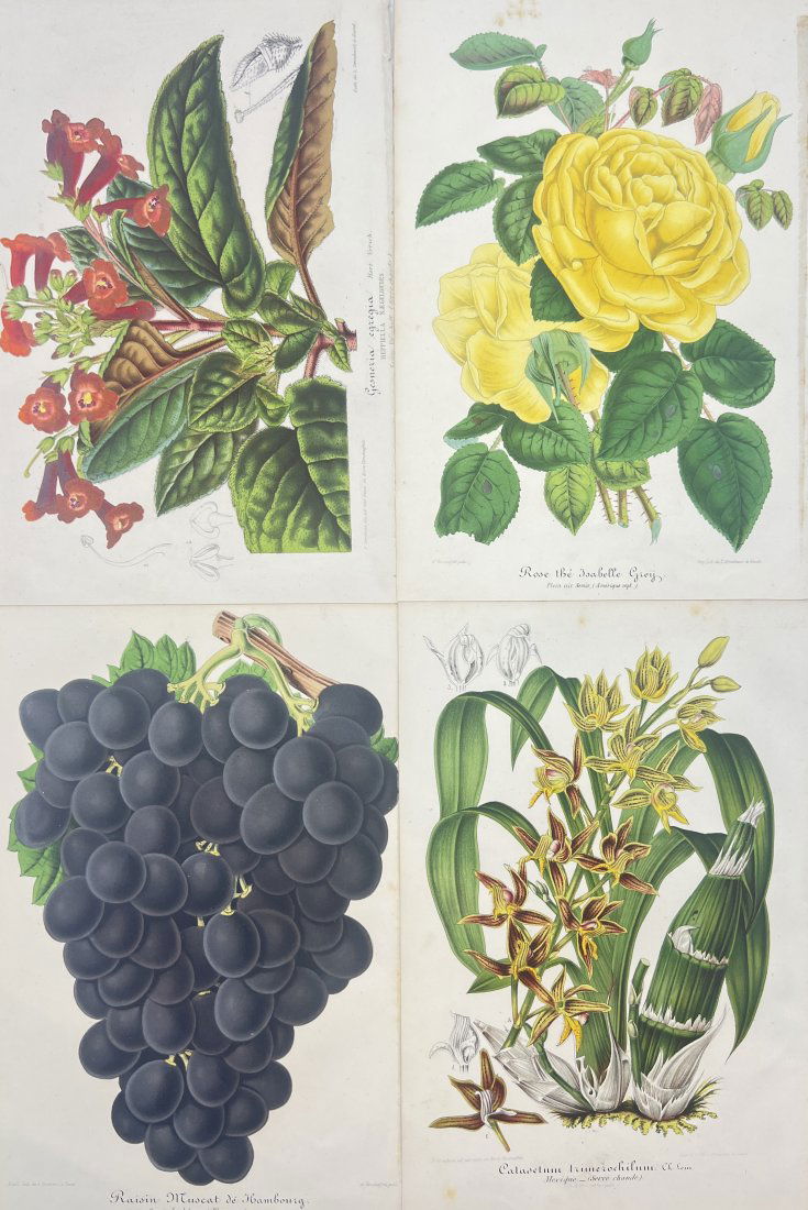 Charles Antoine Lemaire (1800 - 1871) - Set of 4 Botanical Prints - Plants, Fruits and Flowers (1 of 4)