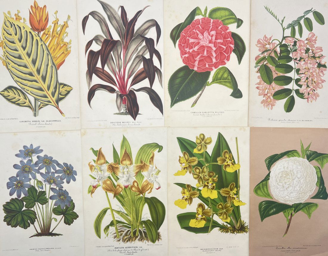 Charles Antoine Lemaire (1800 - 1871) - Set of 8 Botanical Prints - Plants and Flowers (1 of 4)