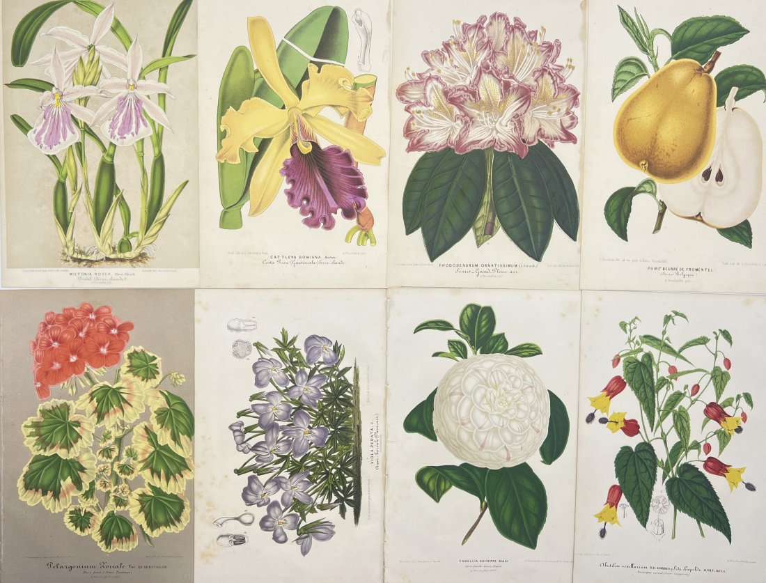 Charles Antoine Lemaire (1800 - 1871) - Set of 8 Botanical Prints - Plants and Flowers (1 of 4)