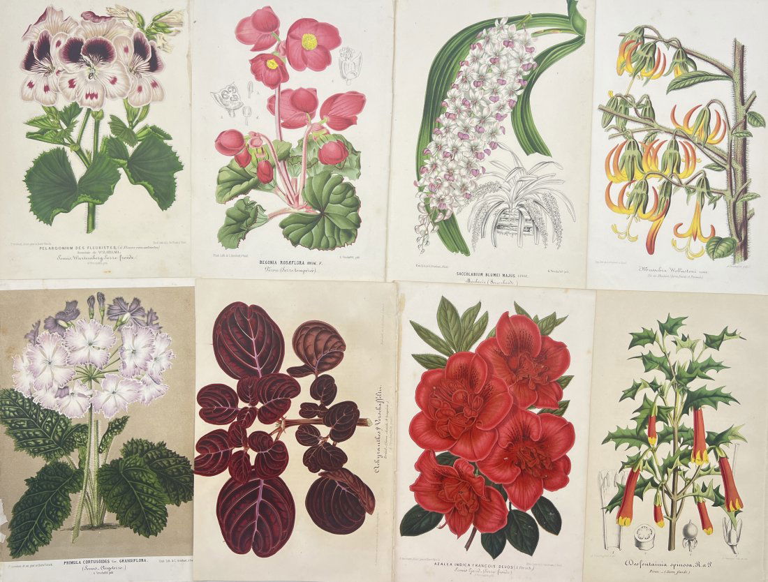 Charles Antoine Lemaire (1800 - 1871) - Set of 8 Botanical Prints - Plants and Flowers (1 of 4)