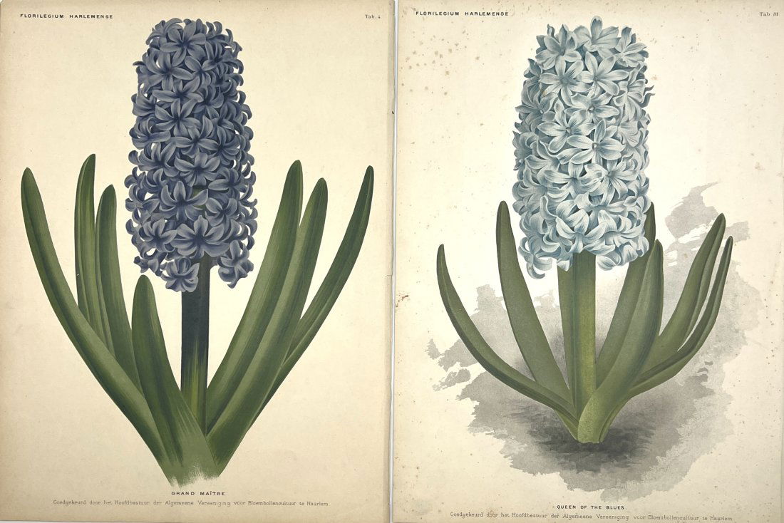 J. L. Goffart - Antique Botanical Chromoltihography - Floral Print - Hyacinth Flowers (1 of 2)