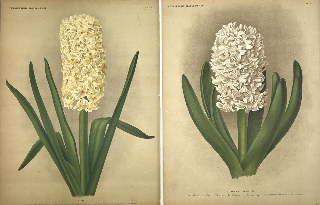 J. L. Goffart - Antique Botanical Chromoltihography - Floral Print - Hyacinth Flowers (1 of 2)