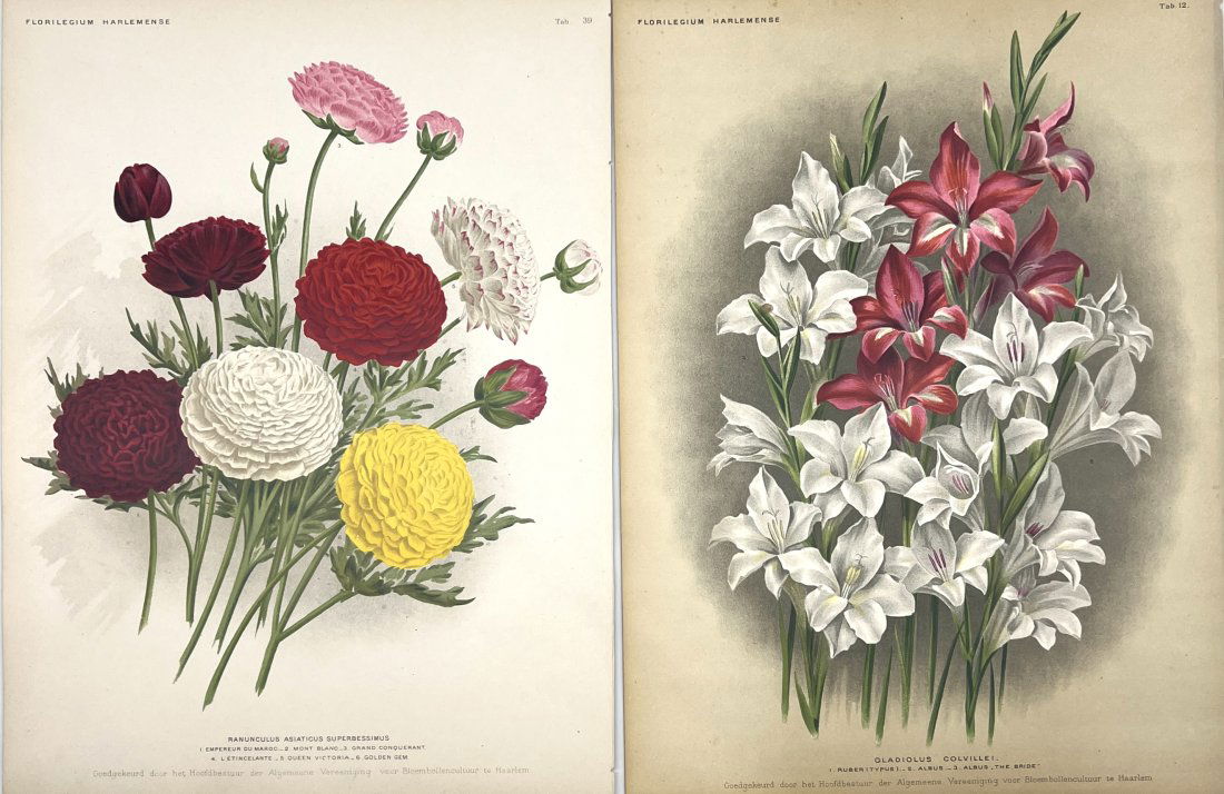 J. L. Goffart - Antique Botanical Chromoltihography - Floral Print - Gladiolus Flowers (1 of 2)