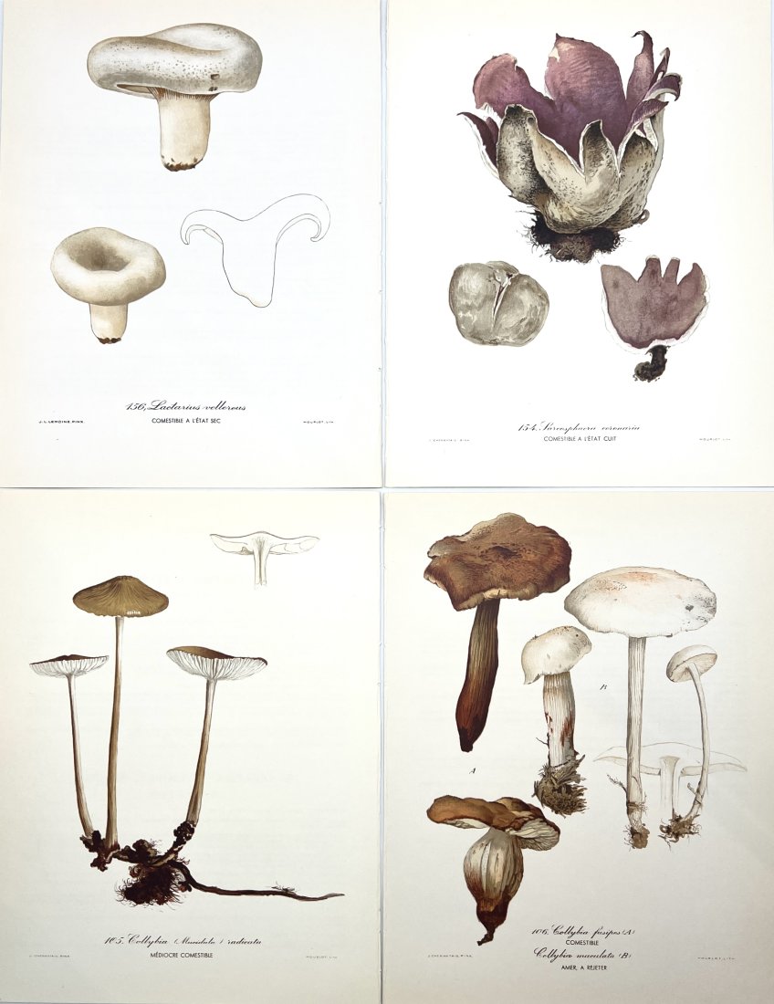 Henri Romagnesi (1912 - 1999) - Set of 4 Mushroom Prints - Lactarius vellereus (1 of 2)