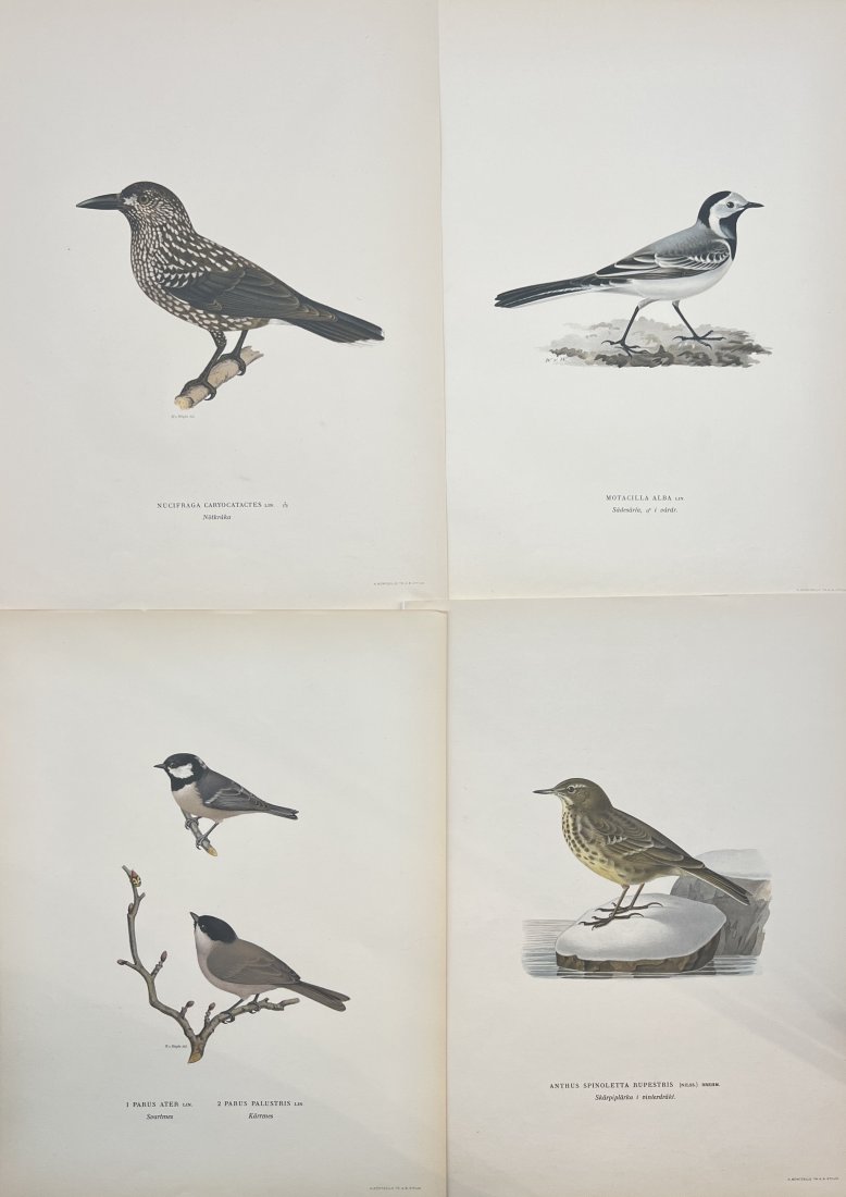 Von Wright brothers - Set of 4 Bird Prints - Motacilla Alba / Nucifraga Caryctactes (1 of 4)