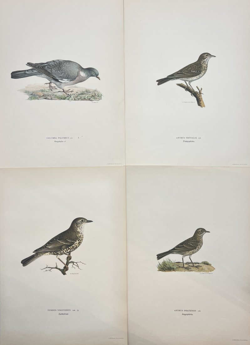 Von Wright brothers - Set of 4 Bird Prints - Anthus Trivialis / Columba Palumbus (1 of 4)