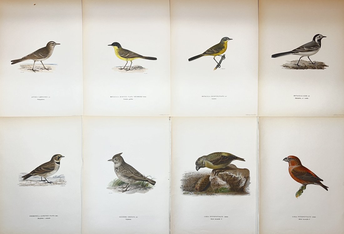 Von Wright brothers - Set of 8 Bird Prints - Anthus Campestris / Galerida Cristata (1 of 4)
