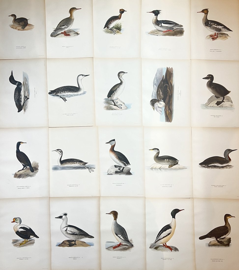 Von Wright brothers - Set of 20 Bird Prints - Podiceps Cristatus / Mergus Albellus (1 of 4)