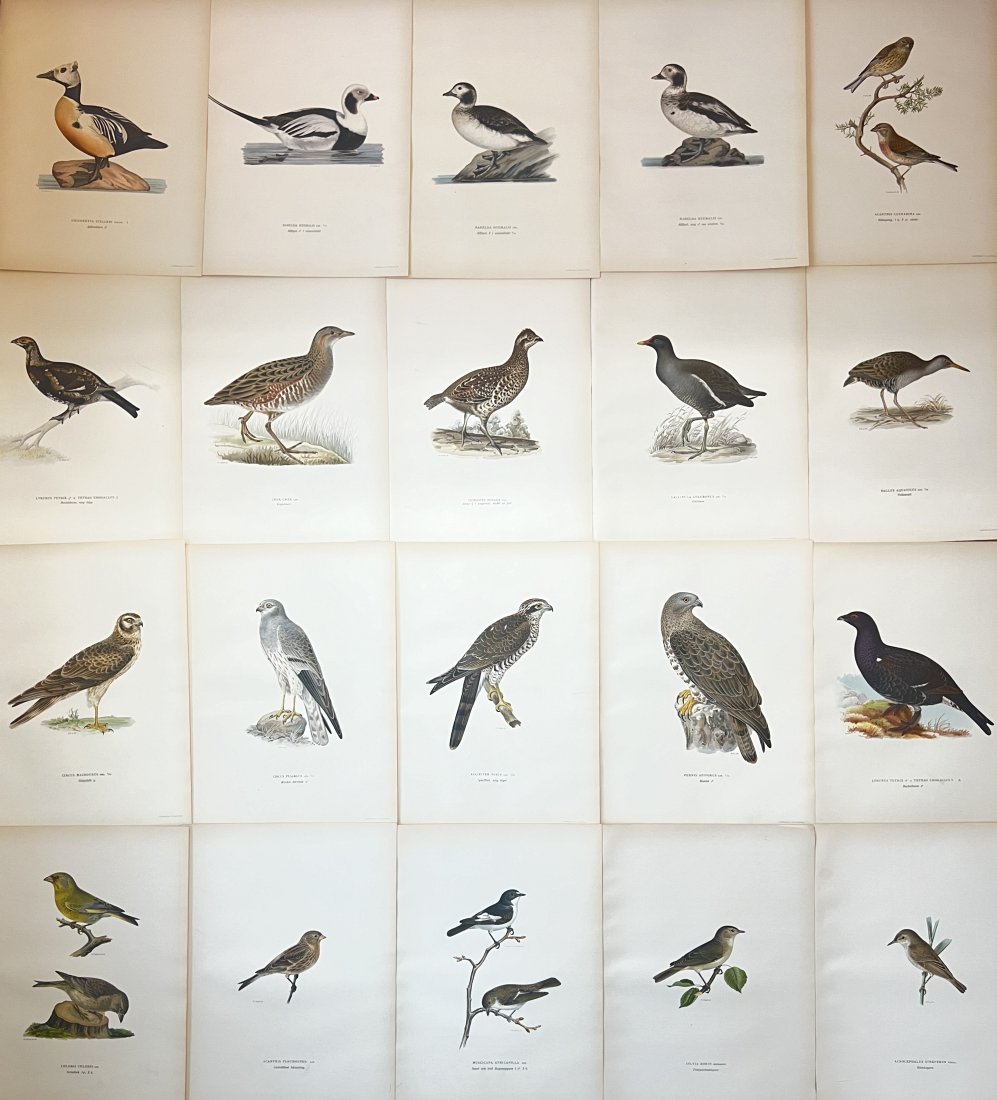 Von Wright brothers - Set of 20 Bird Prints - Pernis Apivorus / Accipiter Nisus (1 of 4)