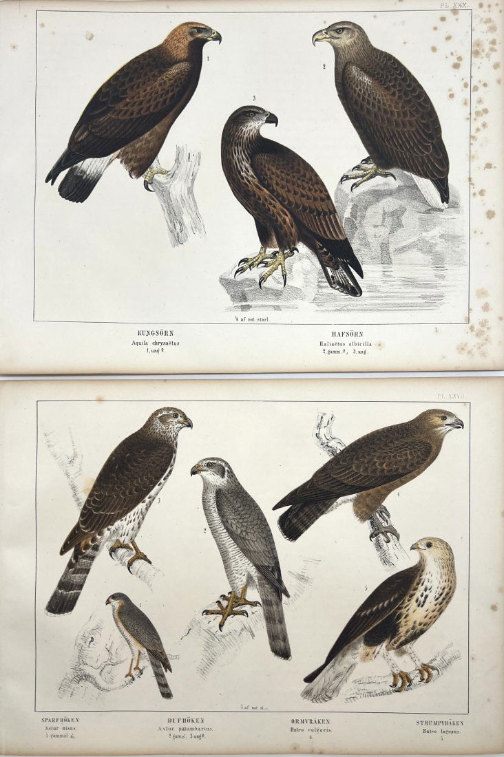 Peter Akerlund - Set of 2 Bird Prints - Aquila Chrysaetus / Haliaetus albicilla / Buteo Vulgaris (1 of 2)