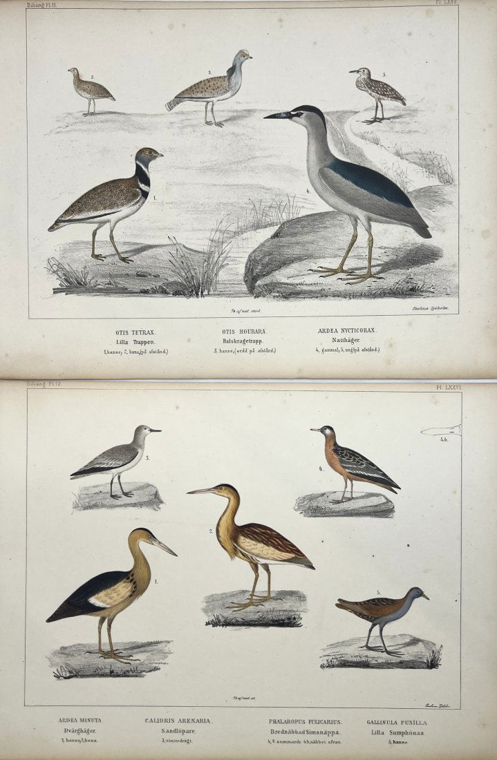 Peter Akerlund - Set of 2 Bird Prints - Adrea Nycticorax / Otis Tetrax / Ardea Minuta (1 of 2)