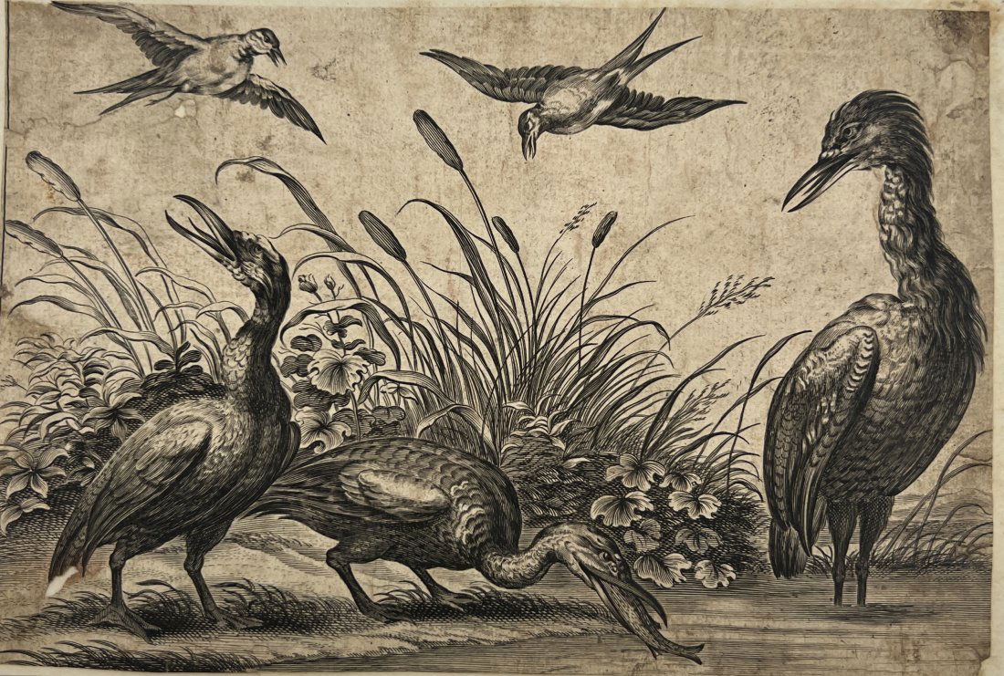 after Francis Barlow (1626-1704) - Herons and swallows: Engraving after Francis Barlow (1626-1704). Herons and swallows. 17th Century. Size: 19 cm x 13 cm.