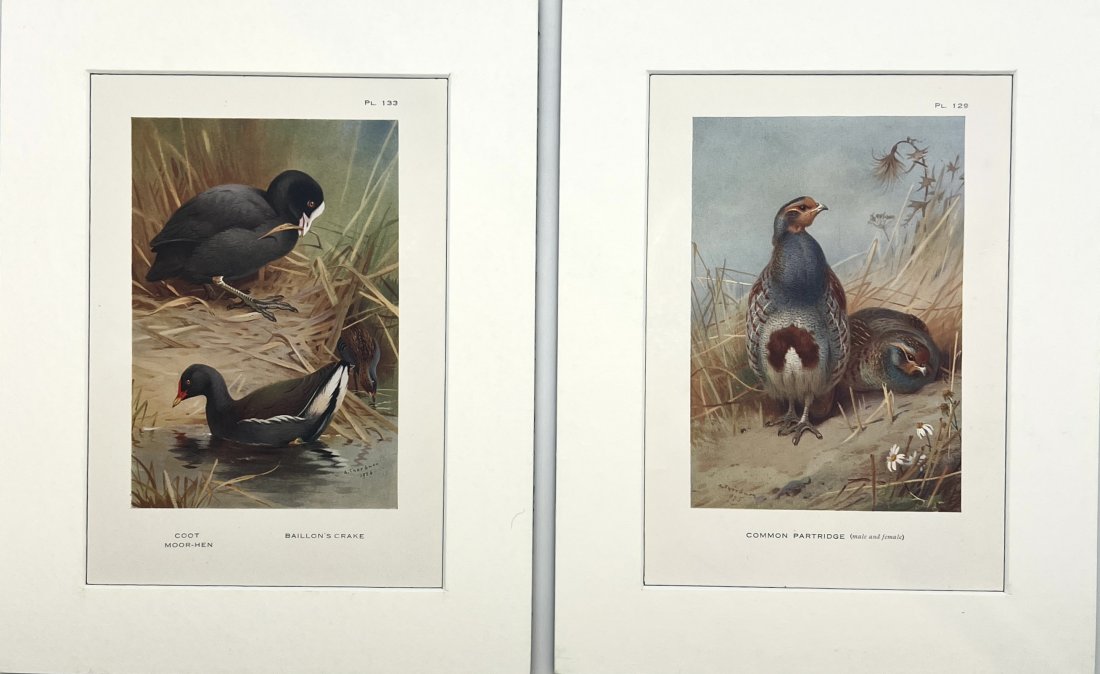 Archibald Thorburn - Set of 2 Bird Prints - Coot Moor-hen - Common Partridge (1 of 2)