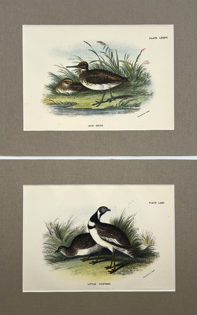 Richard Bowdler-Sharpe - Set of 2 Bird Prints - Jack Snipe - Little Bustard (1 of 2)