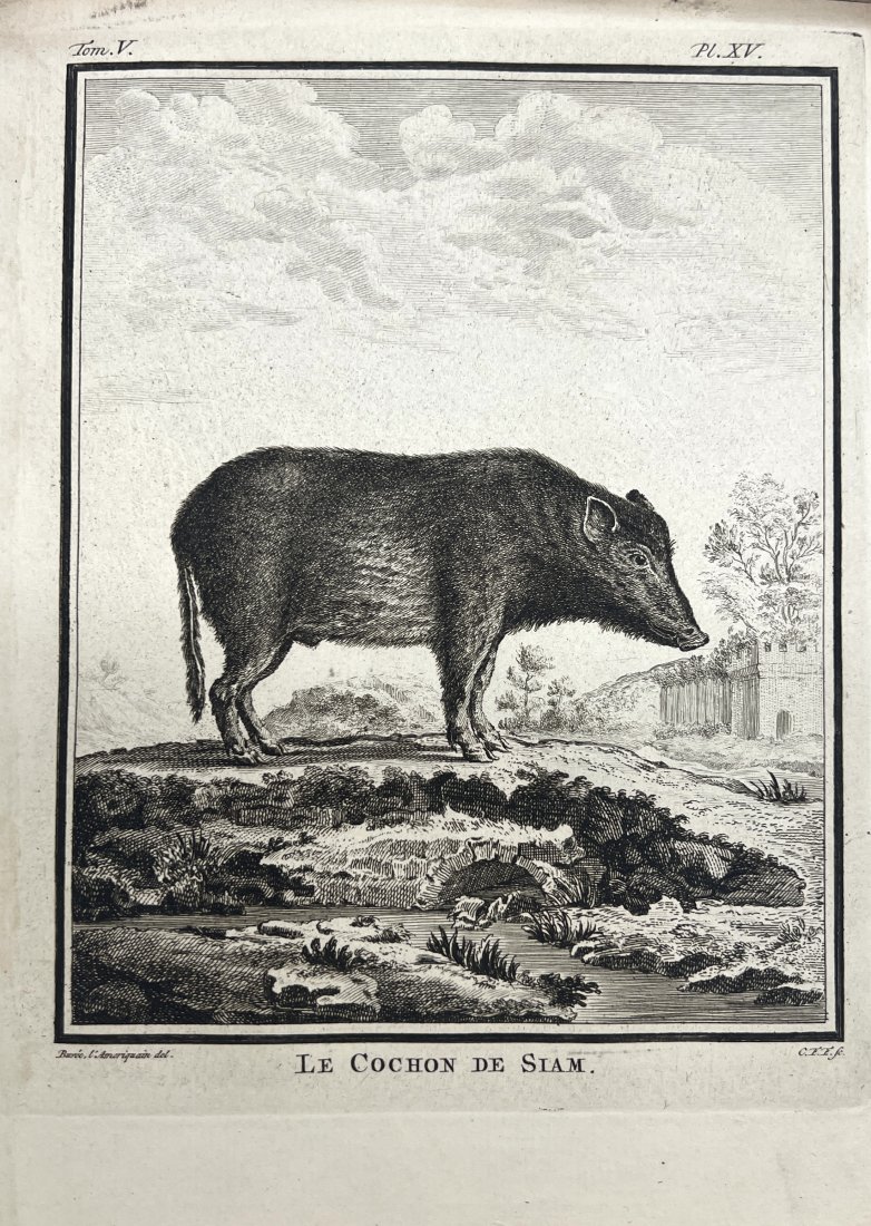 Giuseppe Lodovico Lagrangian de Buffon - Mammals Print - Le Cochon de Siam: This antique print by Buffon, G. L. L. from 'Histoire Naturelle' in 1766, Amsterdam. These delightful quadruped engravings are from Georges-Louis Leclerc, Comte de Buffon’s multi-volume work Histoir