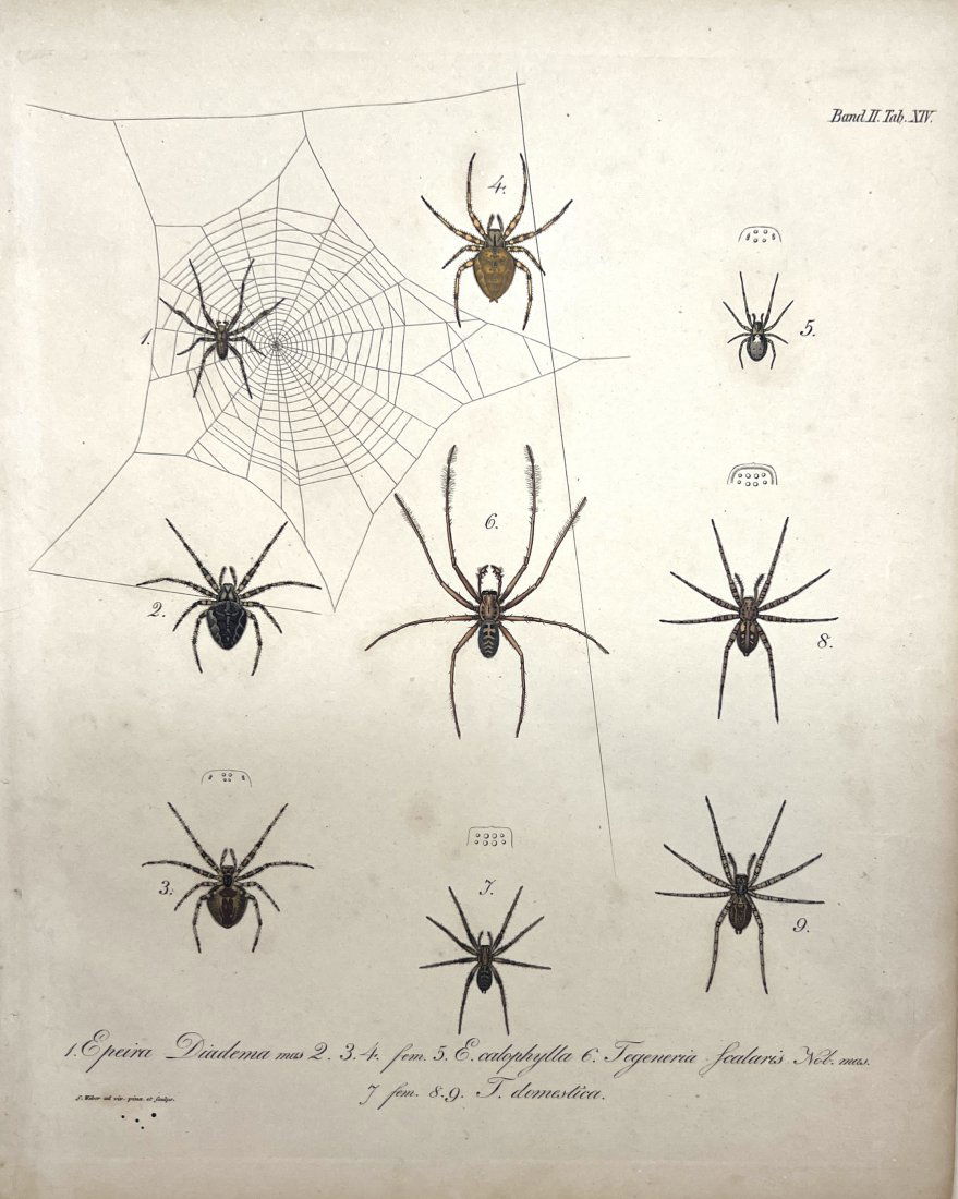 S. Weber - Spider Print - Epeira Diadema (1 of 2)