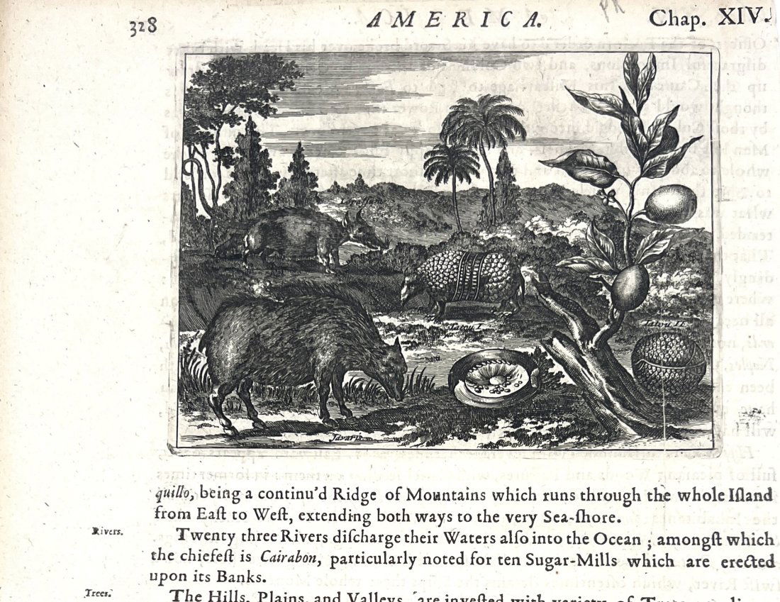 Arnoldus Montanus & John Ogilby - The Jarvaris are taken for a sort of wild Hogs (1 of 2)