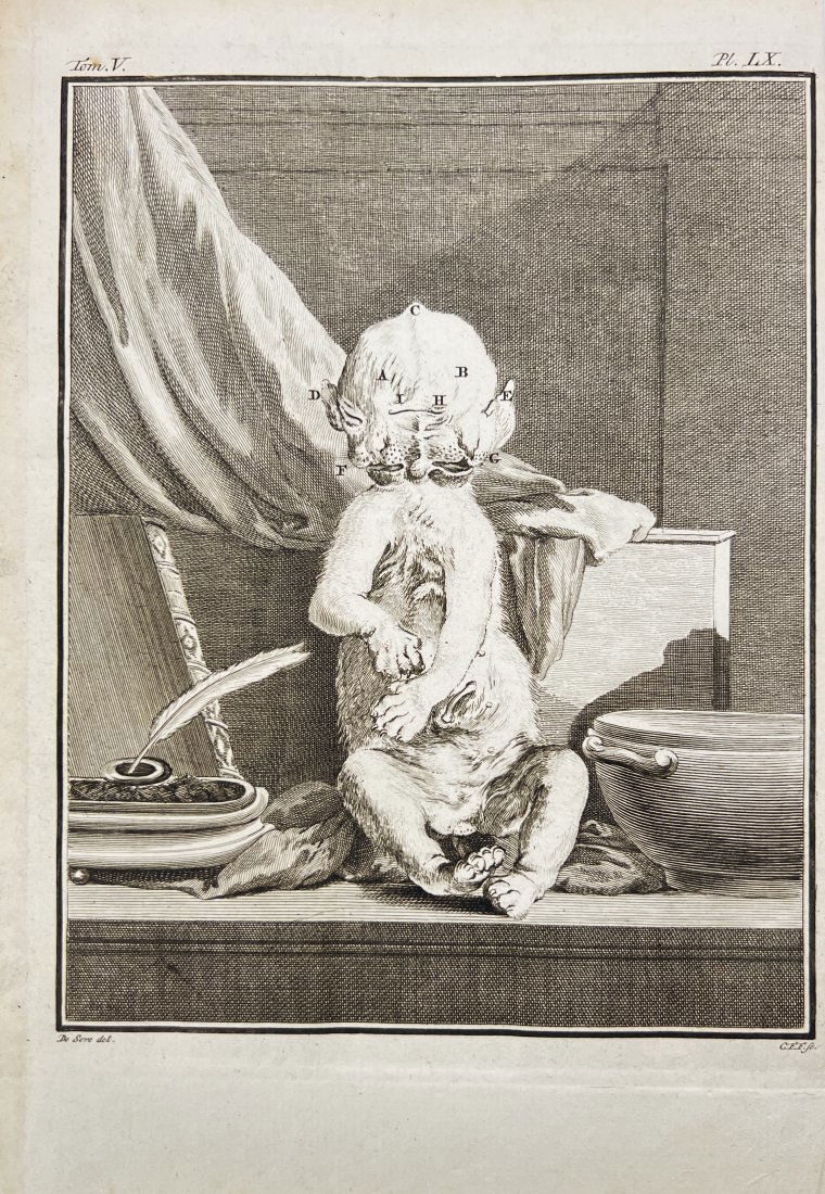 Giuseppe Lodovico Lagrangian de Buffon - A cat born with two heads (1 of 2)