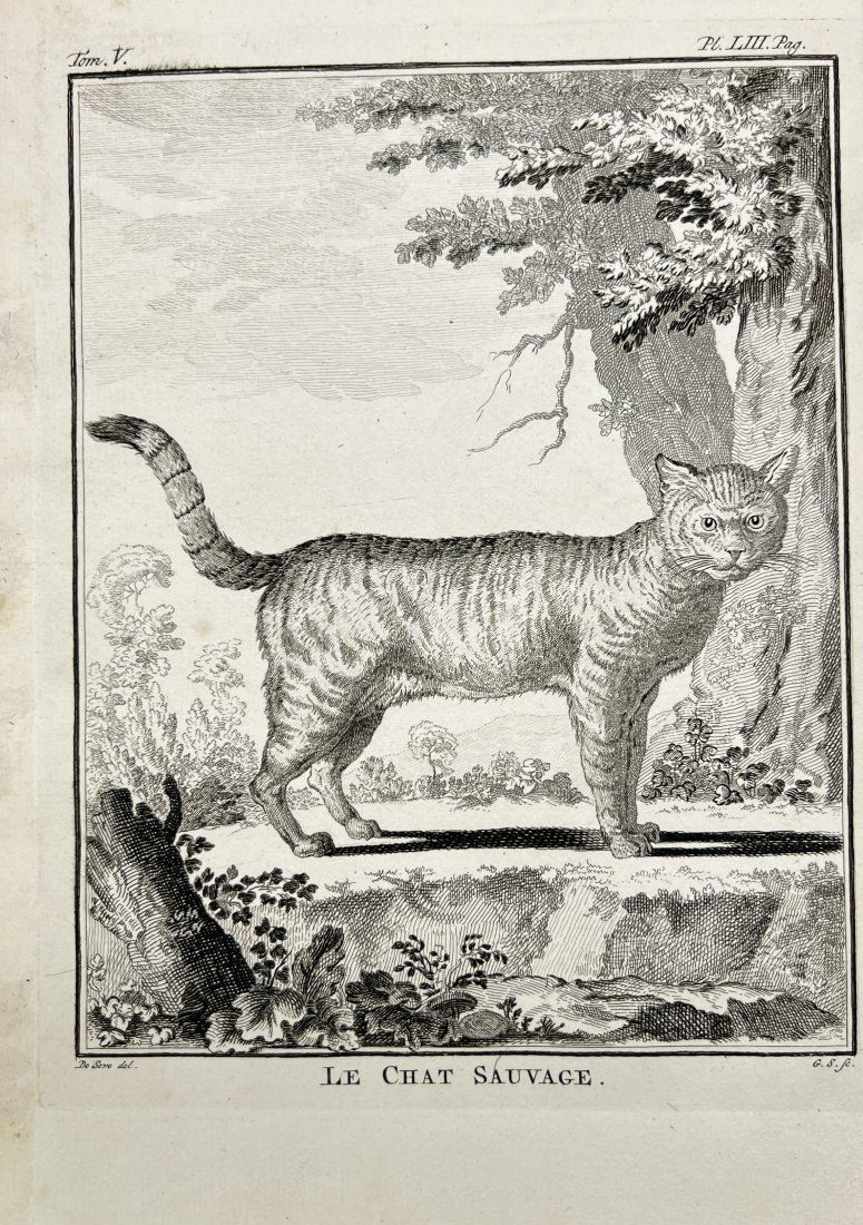 Giuseppe Lodovico Lagrangian de Buffon - Le Chat Sauvage / The Wild Cat: This antique print by Buffon, G. L. L. from 'Histoire Naturelle' in 1766, Amsterdam. These delightful quadruped engravings are from Georges-Louis Leclerc, Comte de Buffon’s multi-volume work Histoir