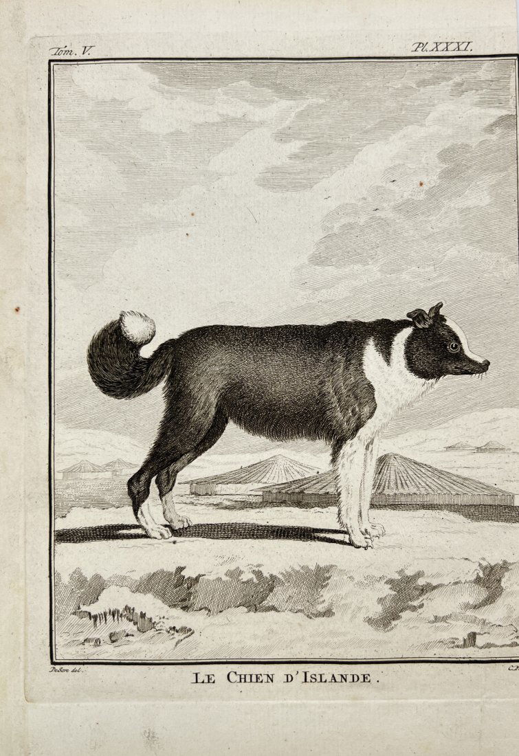 Giuseppe Lodovico Lagrangian de Buffon - Le Chien d'Islande / The Icelandic Dog: This antique print by Buffon, G. L. L. from 'Histoire Naturelle' in 1766, Amsterdam. These delightful quadruped engravings are from Georges-Louis Leclerc, Comte de Buffon’s multi-volume work Histoir