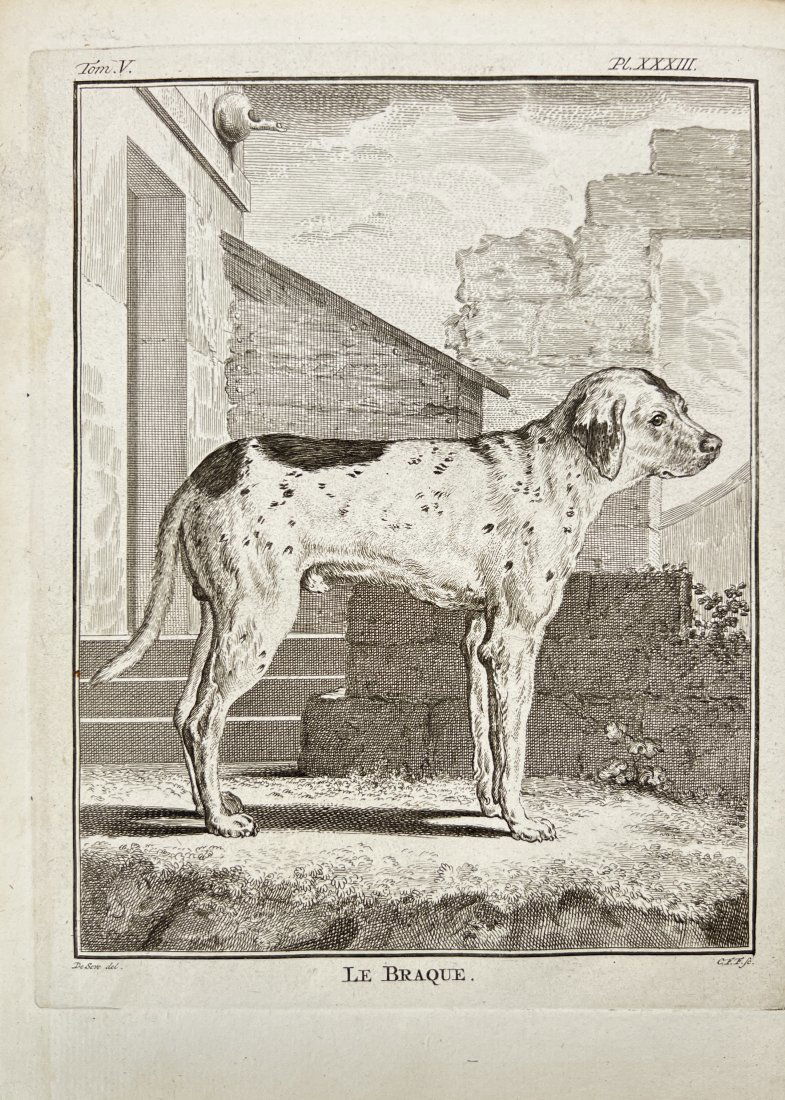 Giuseppe Lodovico Lagrangian de Buffon - Le Braque / The Pointer (1 of 2)