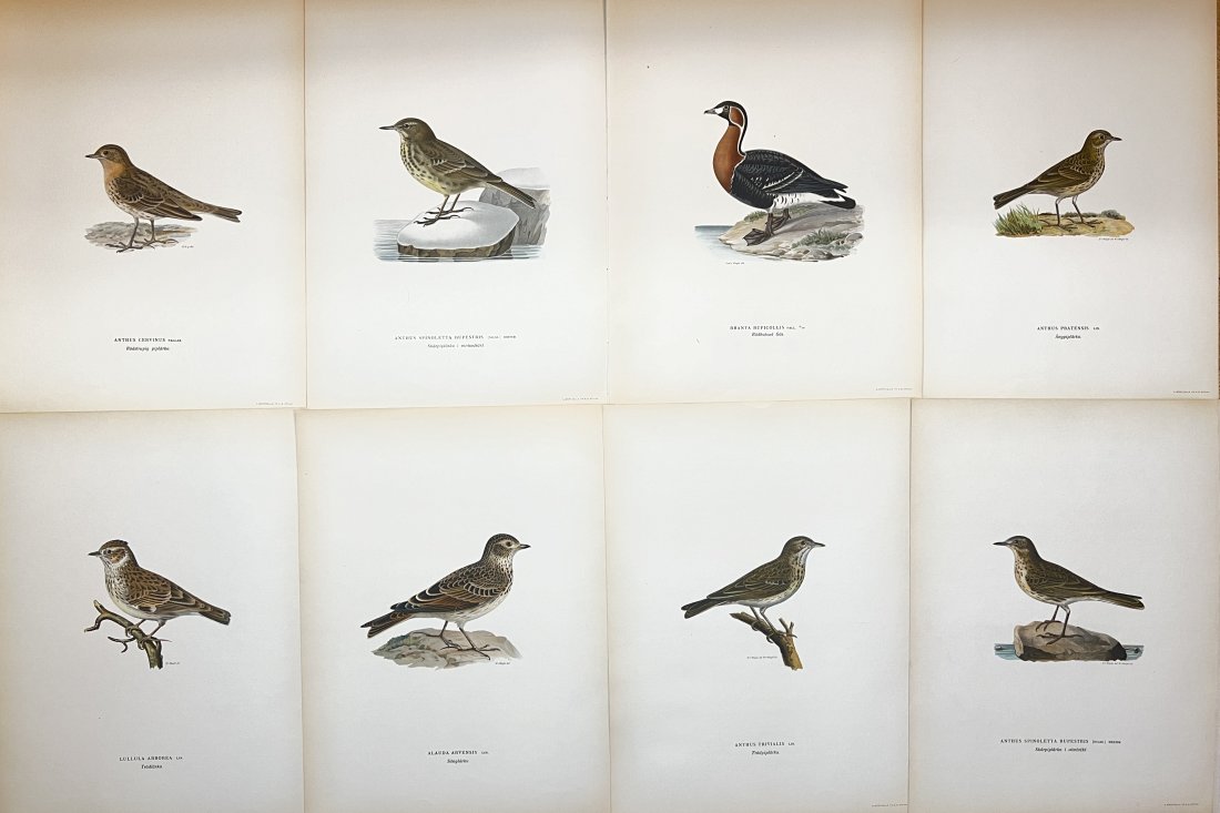 Von Wright brothers - Set of 8 Bird Prints - Meadow Pipit / Red-breasted Goose / Skylark (1 of 3)