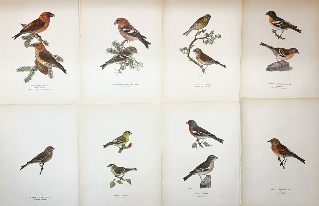 Von Wright brothers - Set of 8 Bird Prints - Chaffinch / Brambling / Siskin / Common Redpoll (1 of 4)