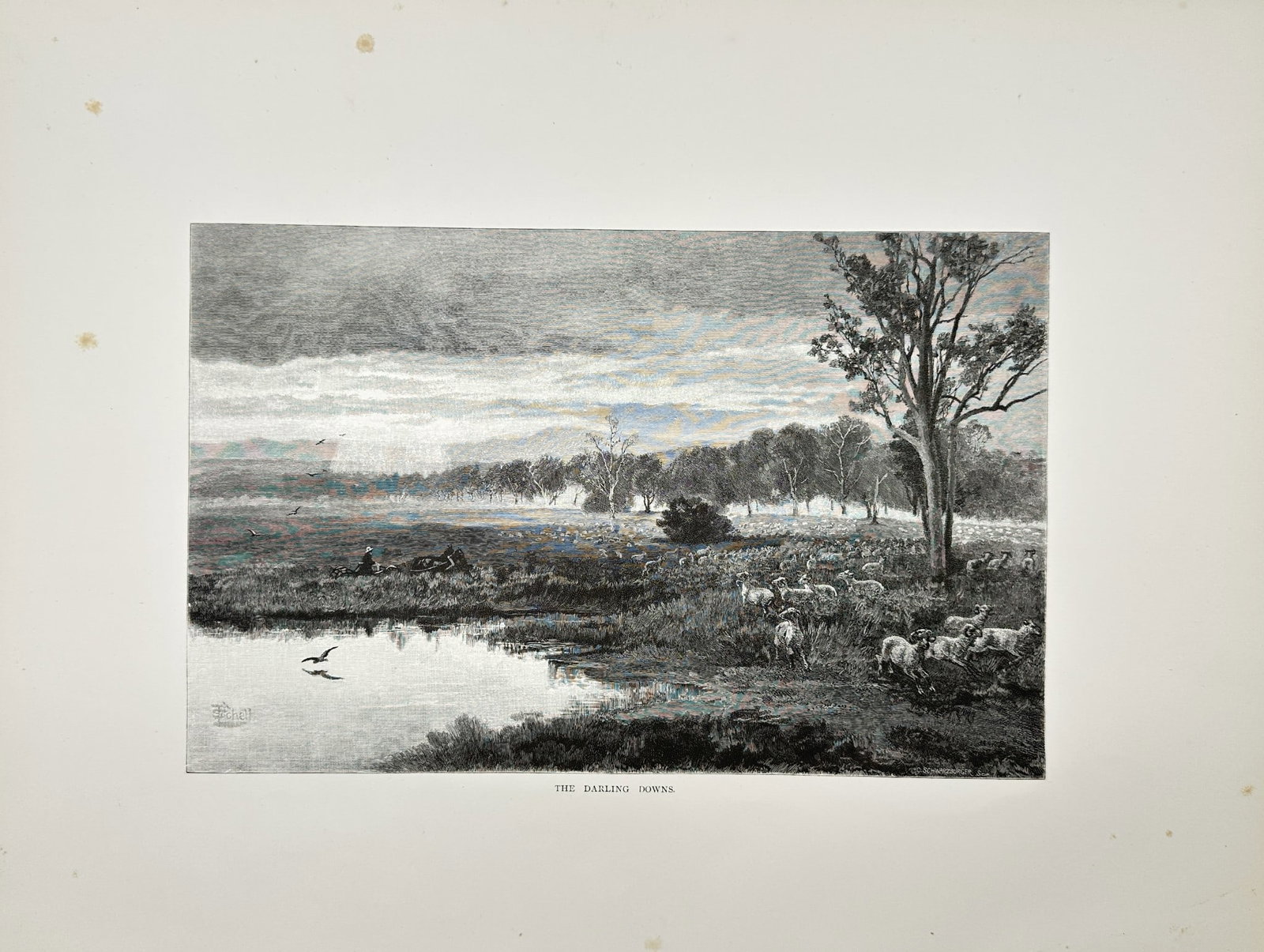 Frederick B. Schell - Antique Print - The darling downs - Sydney Australia (1 of 2)