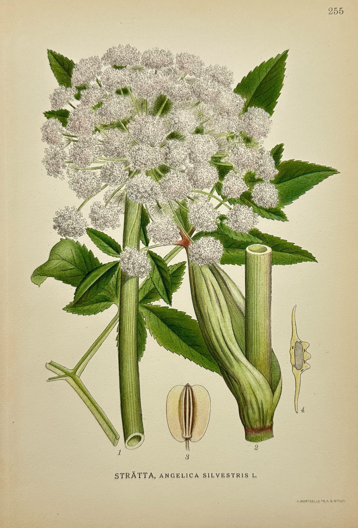 C. Lindman - Antique Botanical Print - Angelica Silvestris - Wild Angelica: ”Stratta, Angelica Silvestris” — This lovely chromolithography is from Carl Lindman’s Bilder ur Nordens Flora. The work was published in Stockholm by Algernon Börtzells tryckeri A.B, 