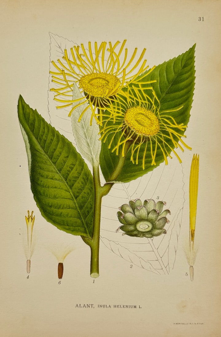 Carl Lindman - Antique Botanical Print - Elecampane - Inula Helenium: "Inula Helenium L." — This lovely chromolithography is from Carl Lindman’s Bilder ur Nordens Flora. The work was published in Stockholm by Algernon Börtzells tryckeri A.B, 1922. Carl Lindman (185