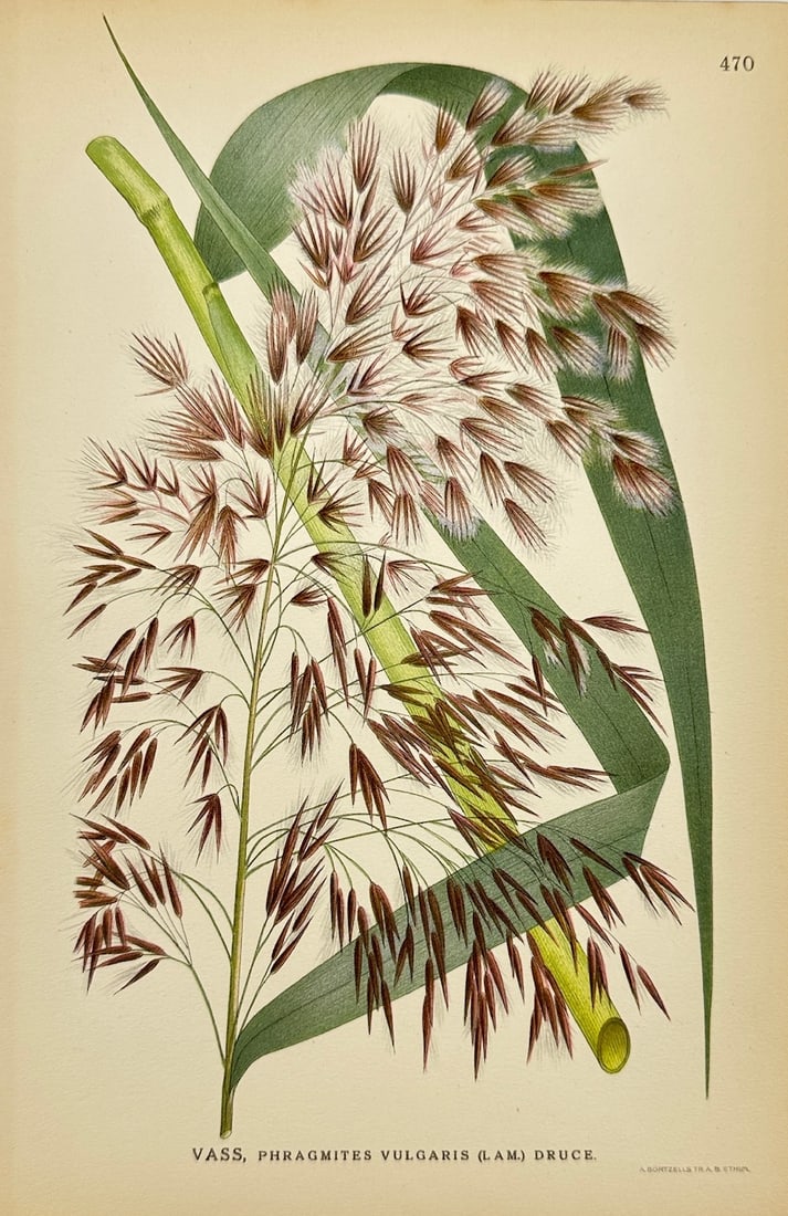 Carl Lindman - Antique Botanical Print - Common Reed - Phragmites Vulgaris: "Phragmites Vulgaris (Lam.) Druce" — This lovely chromolithography is from Carl Lindman’s Bilder ur Nordens Flora. The work was published in Stockholm by Algernon Börtzells tryckeri A.B, 1922. Ca