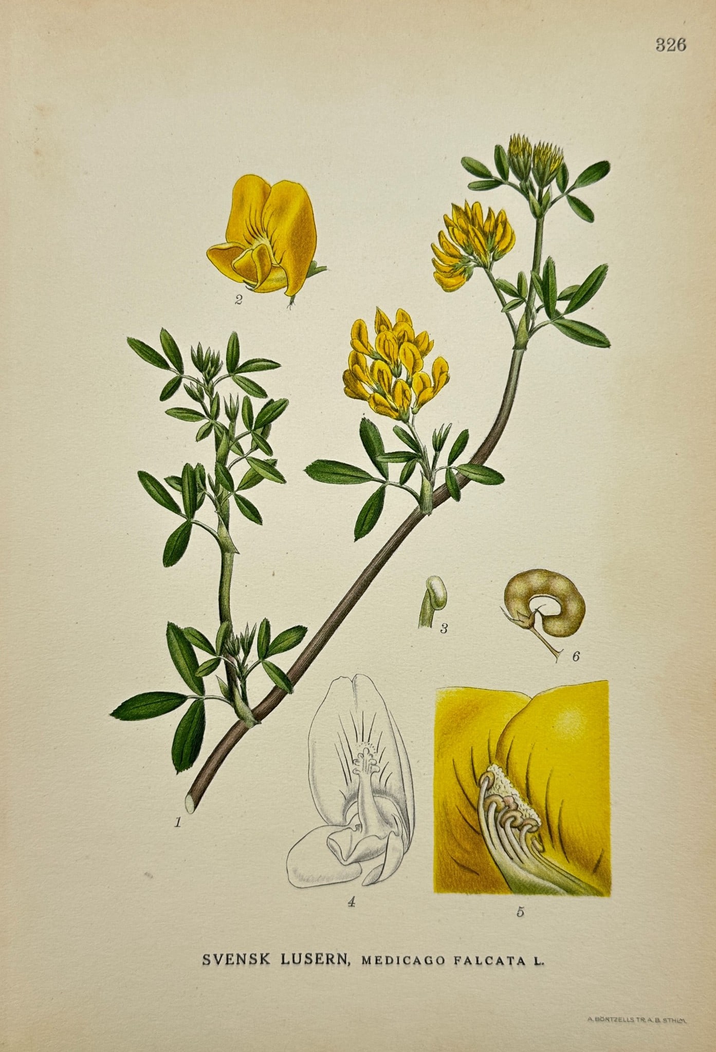 Carl Lindman - Antique Botanical Print - Medicago Falcata - Yellow Lucerne: ”Svensk lusern, Medicago Falcata” — This lovely chromolithography is from Carl Lindman’s Bilder ur Nordens Flora. The work was published in Stockholm by Algernon Börtzells tryckeri A.